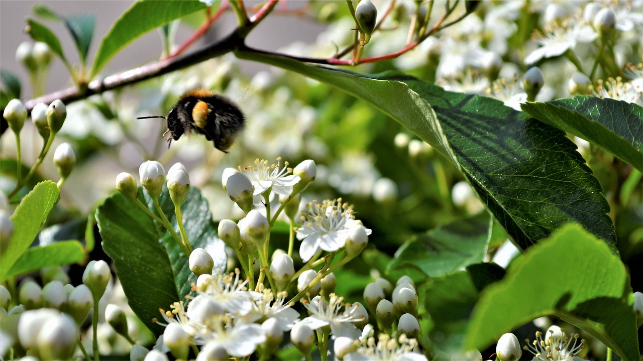 bumblebee  bloom  bug free photo