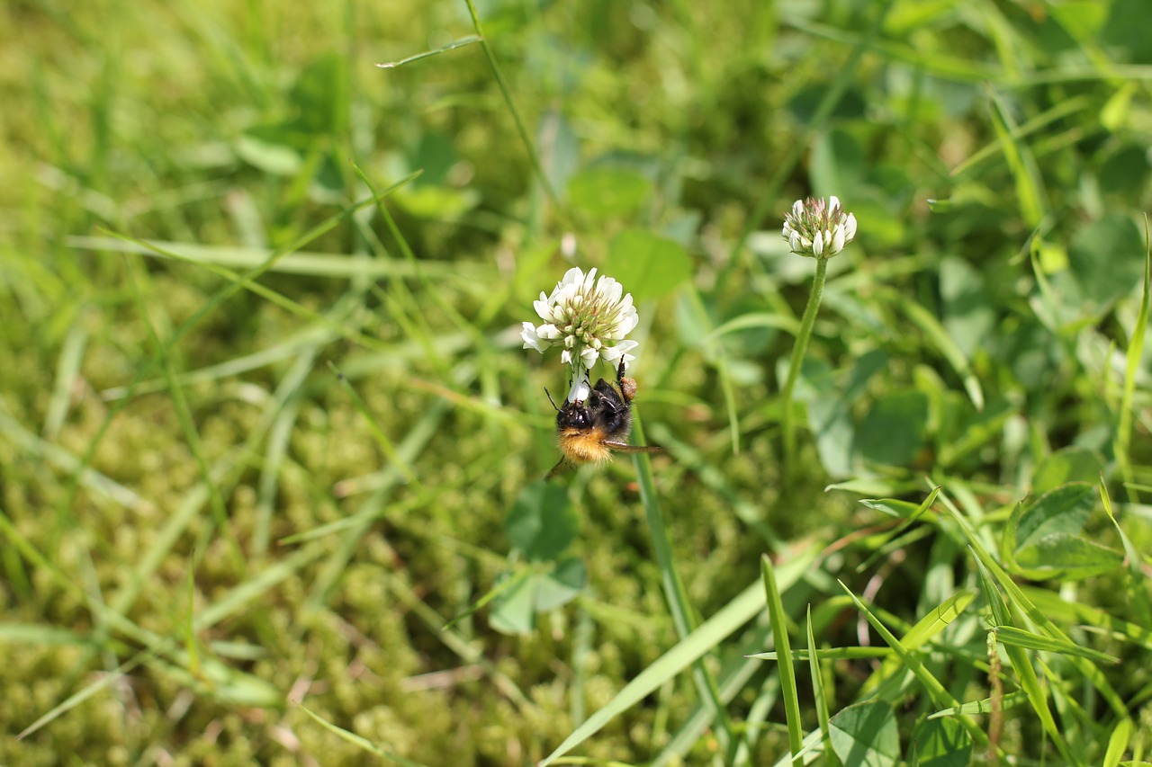 bumblebee  bee  summer free photo