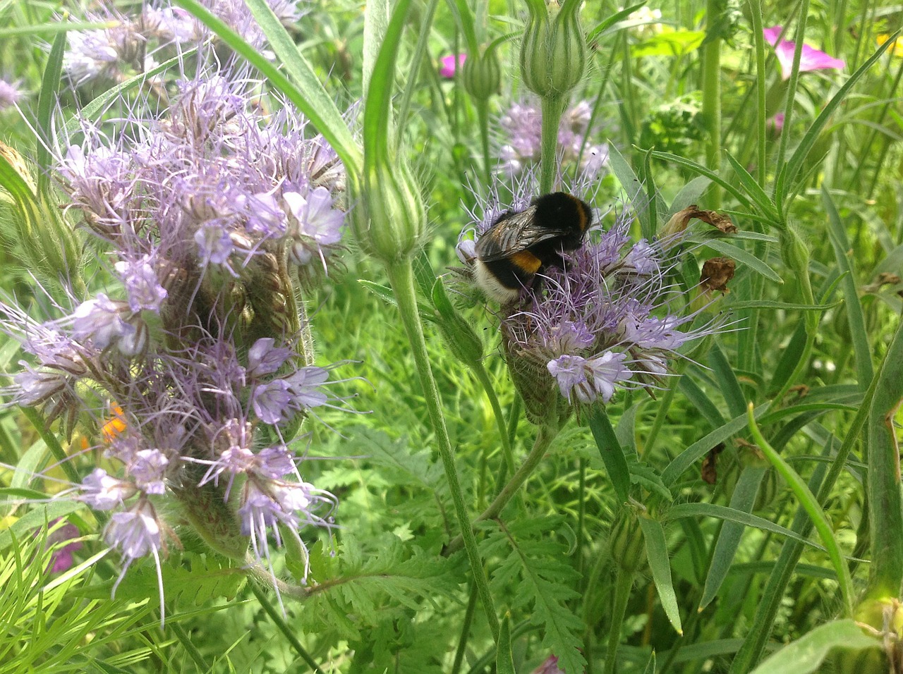 bumblebee garden bug free photo