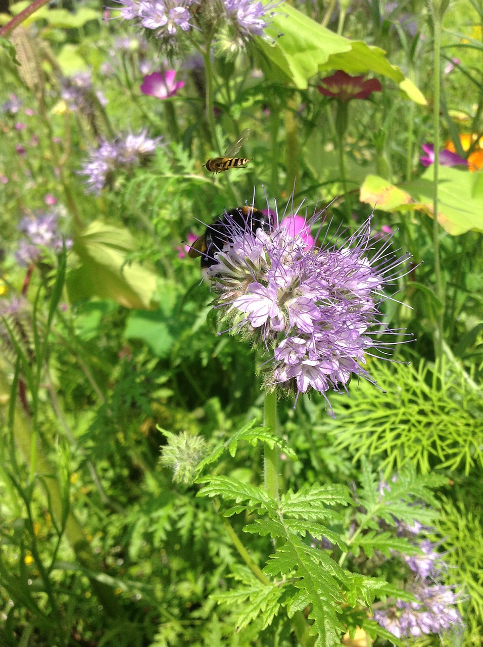 bumblebee garden bug free photo