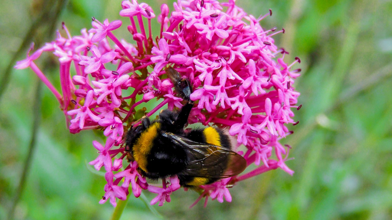 bumblebee  drone  nature free photo