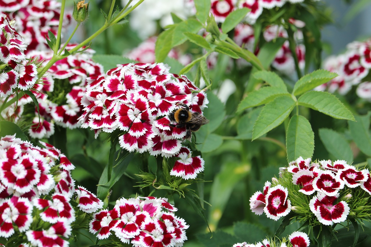 bumblebee  insect  pollen free photo