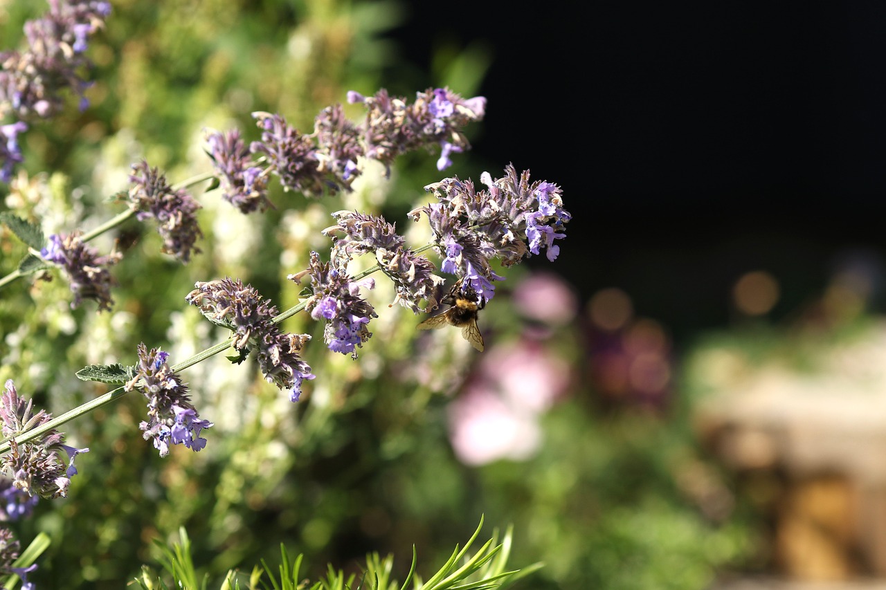 bumblebee  garden flower  summer flower free photo