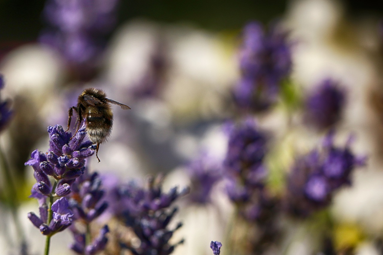 bumblebee  insect  macro free photo