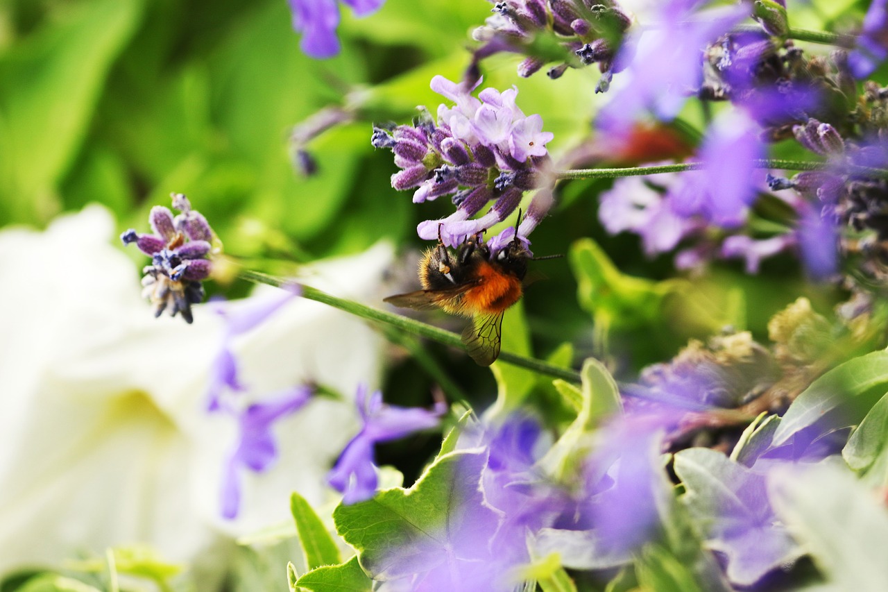 bumblebee  nature  summer free photo