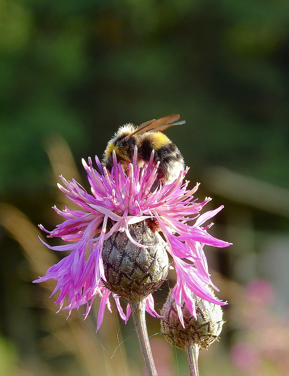 bumblebee  flower  pollination free photo