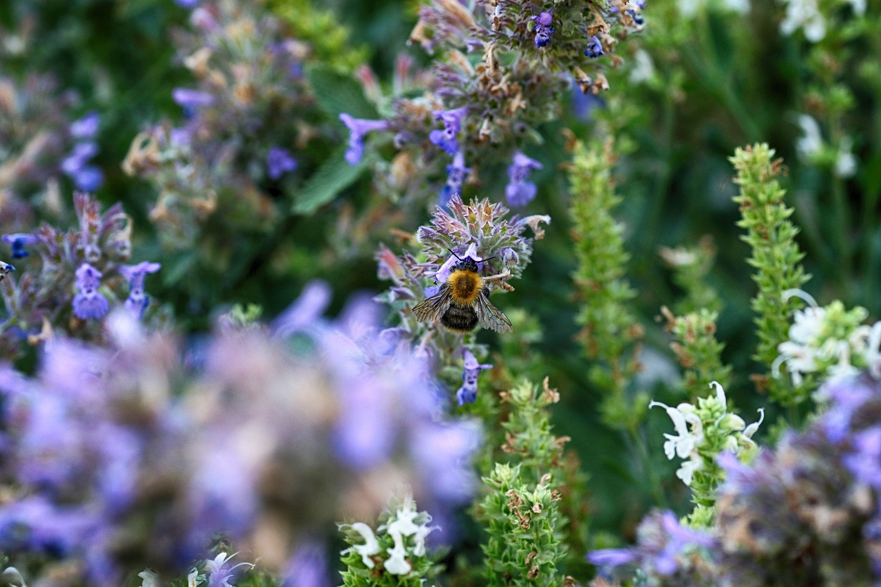 bumblebee  nature  flower free photo