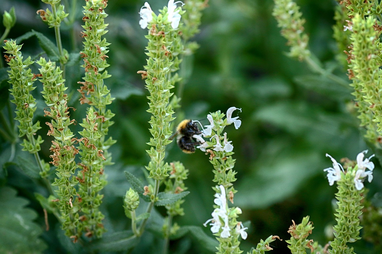 bumblebee  nature  flower free photo