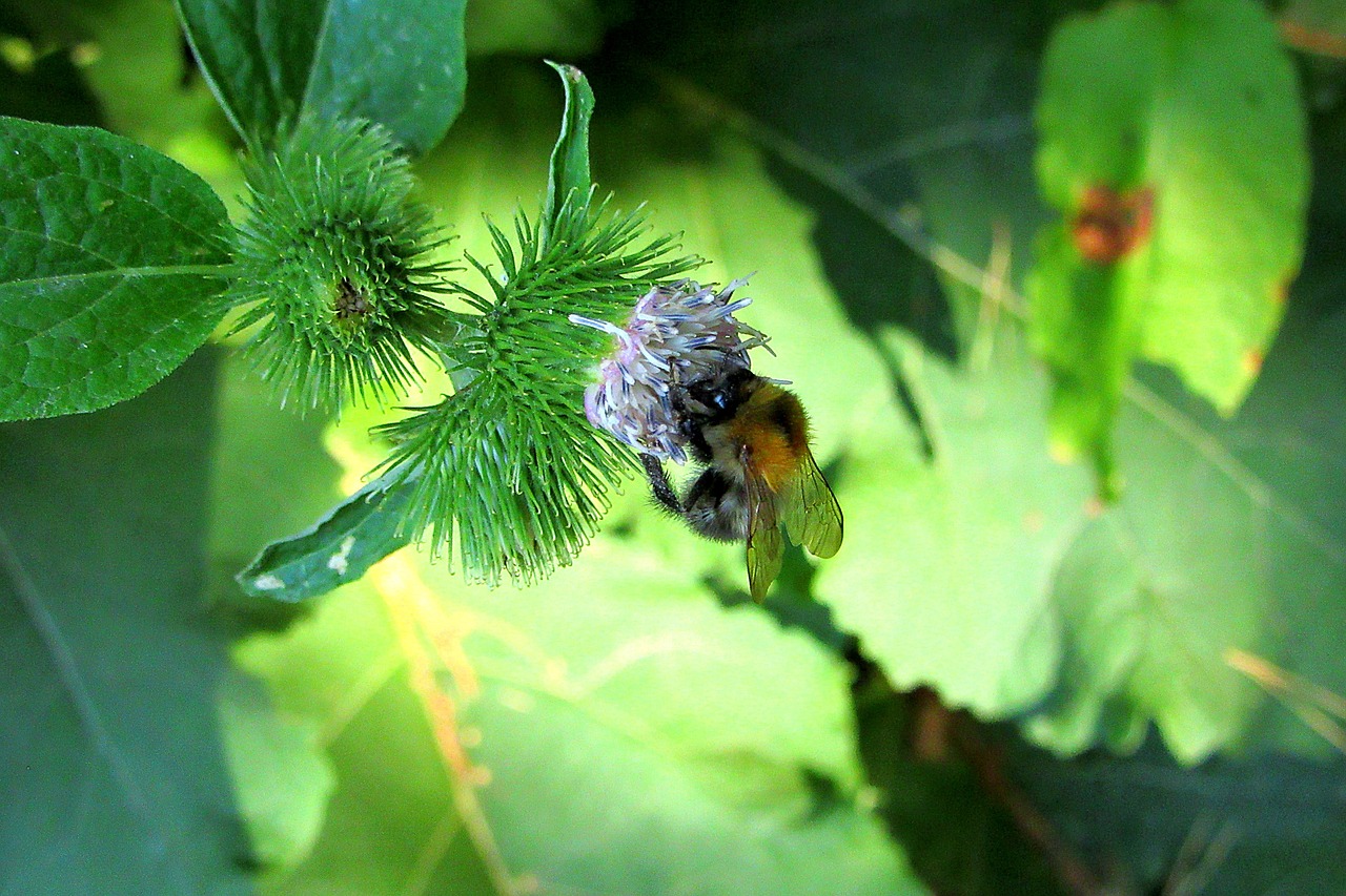 bumblebee  forest  bug free photo