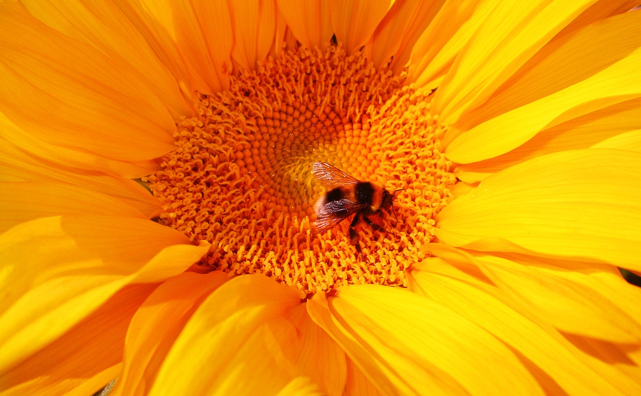 bumblebee  flower  insect free photo