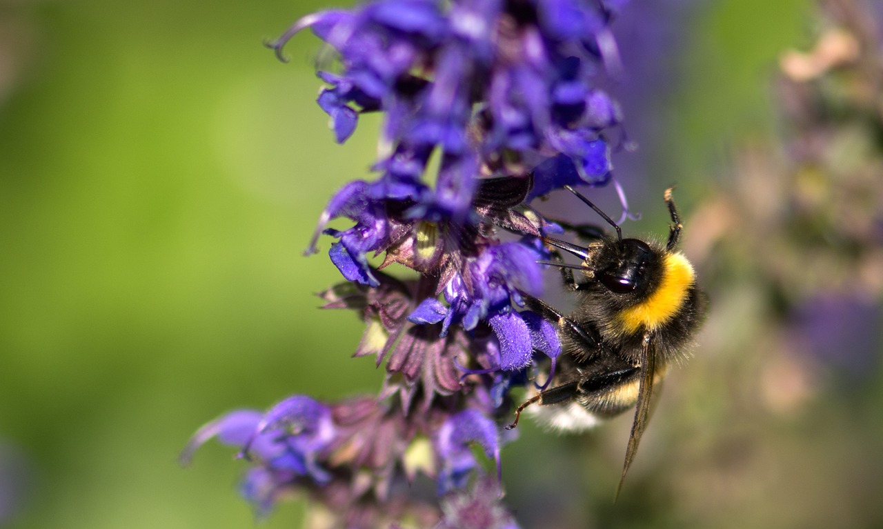 bumblebee  bee  lavender free photo