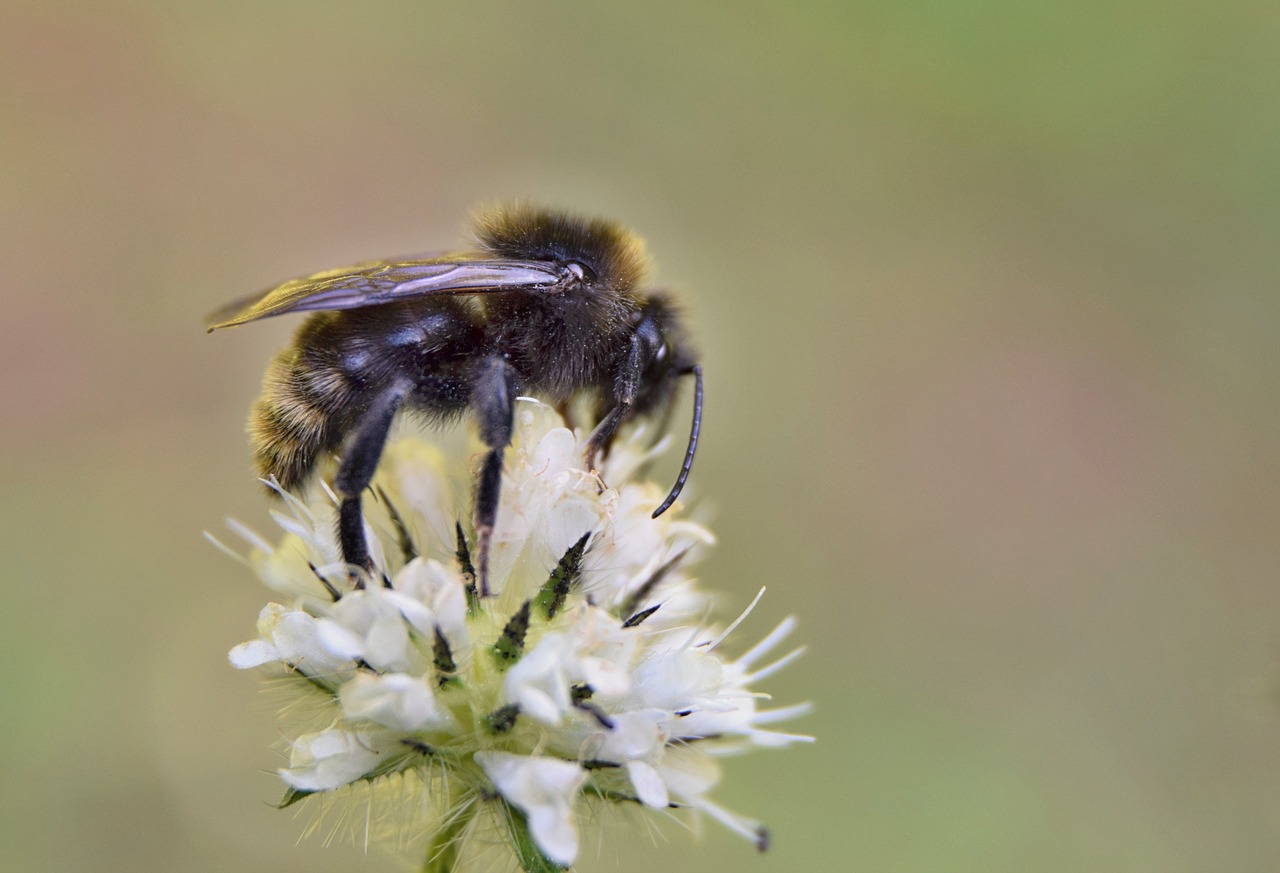 bumblebee  meadow  summer free photo