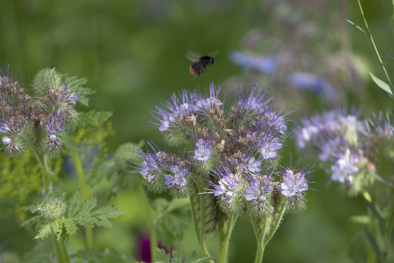 bumblebee  wildflowers  nature free photo