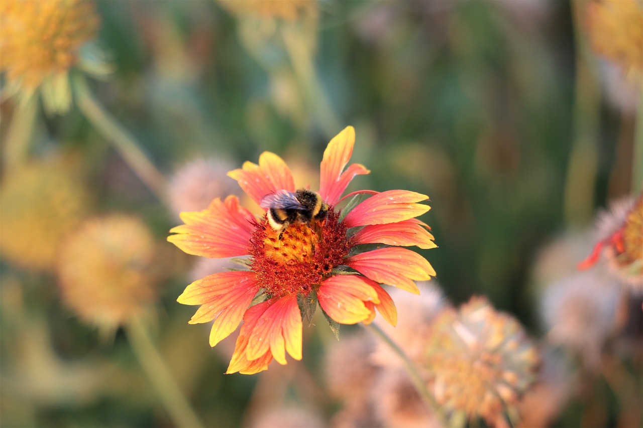 bumblebee  blanket flower  gaillardia aristata free photo