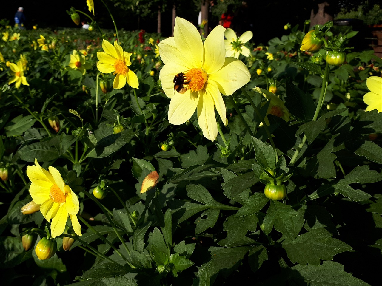 bumblebee  flowers  insect free photo