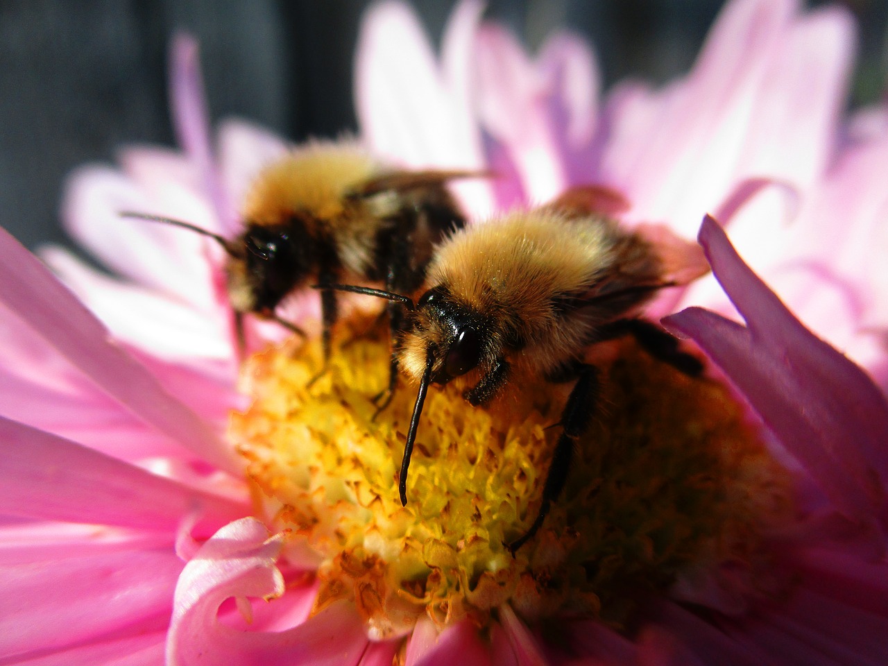 bumblebee  astra  flower free photo