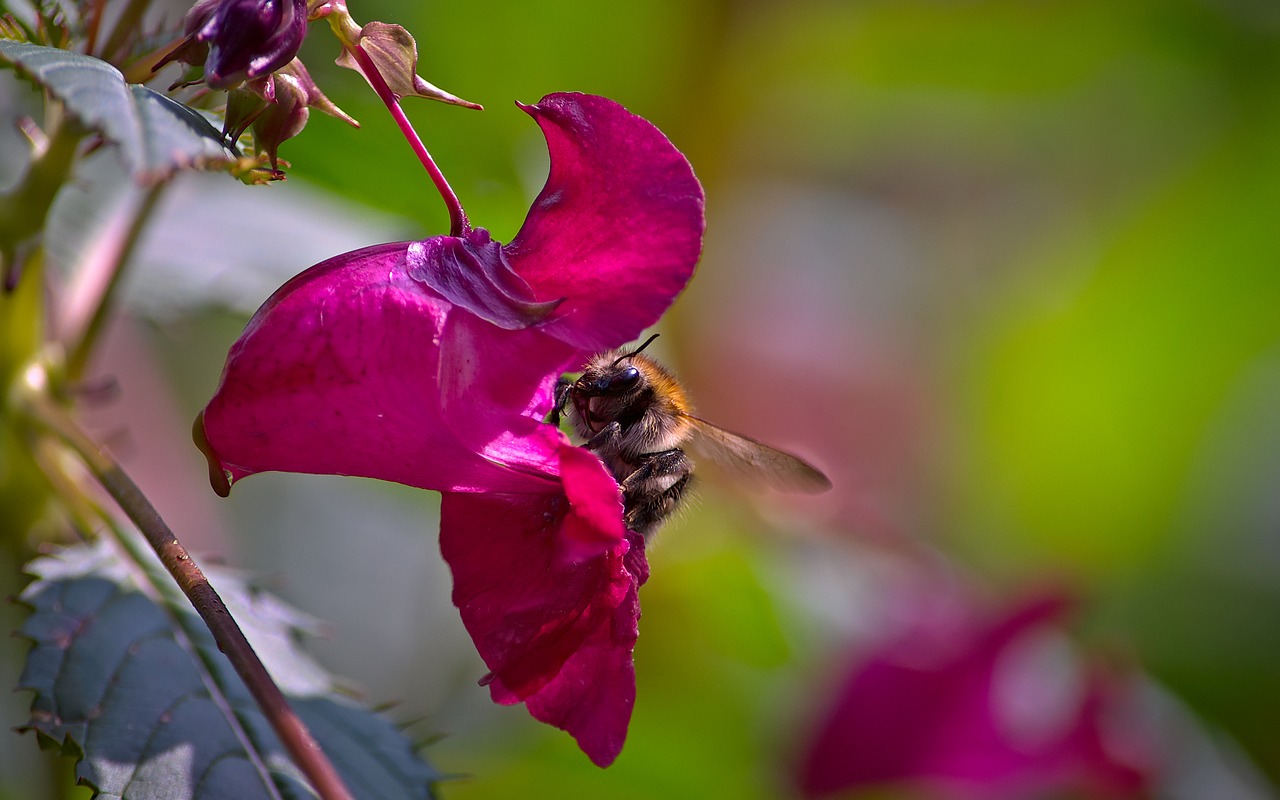 bumblebee  impatiens  flower free photo