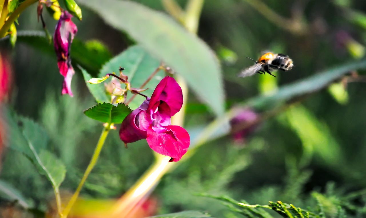 bumblebee  flight  the collection of nectar free photo