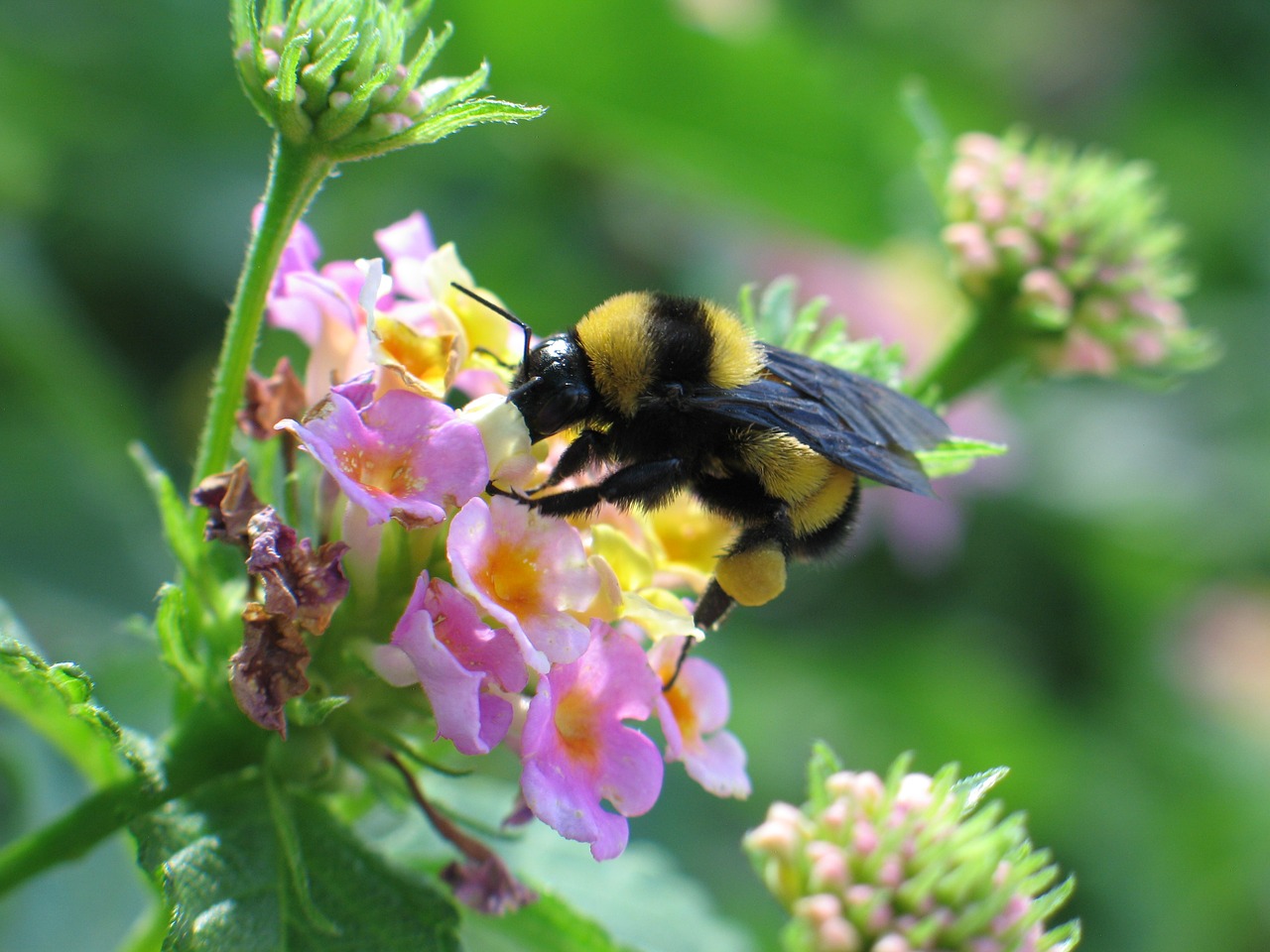 bumblebee  bees  poly free photo