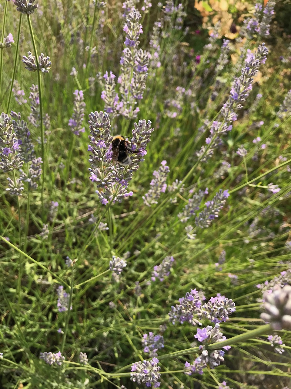 bumblebee  summer  lavender free photo