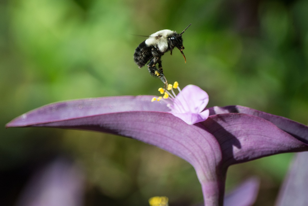 bumblebee  flower  insect free photo