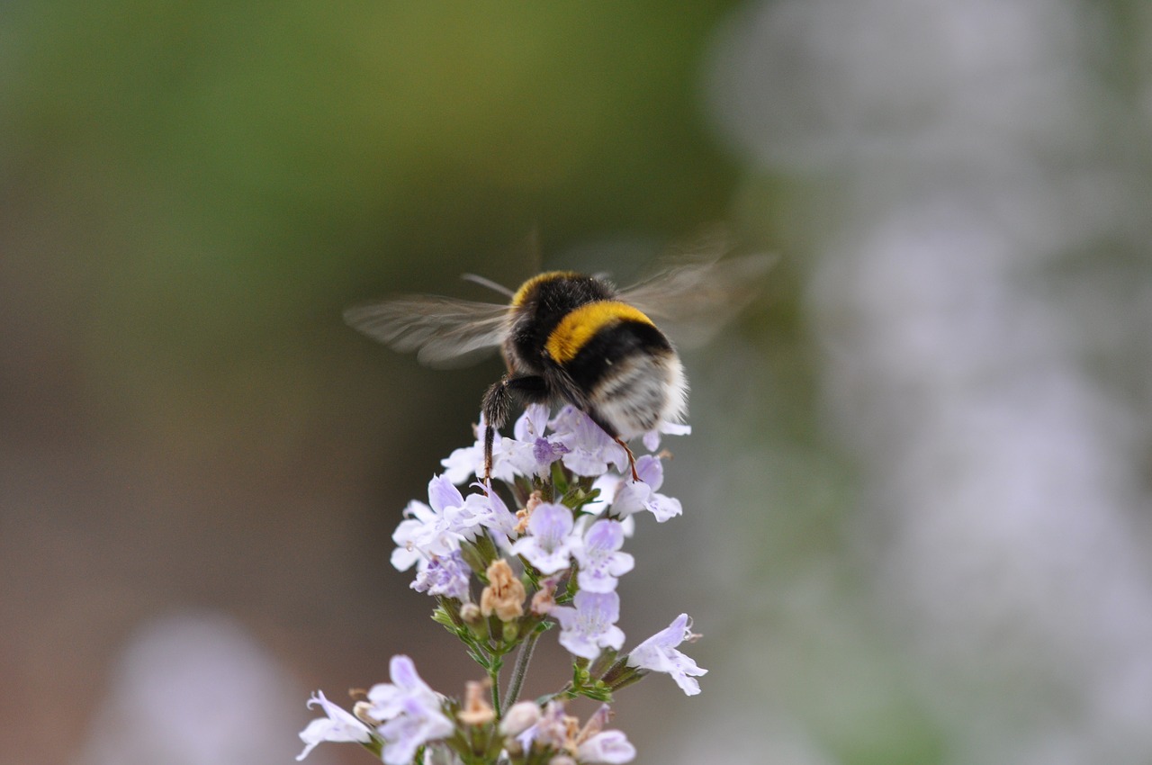 bumblebee  garden  flowers free photo