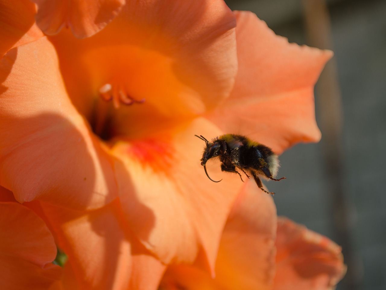 bumblebee  flower  flight free photo