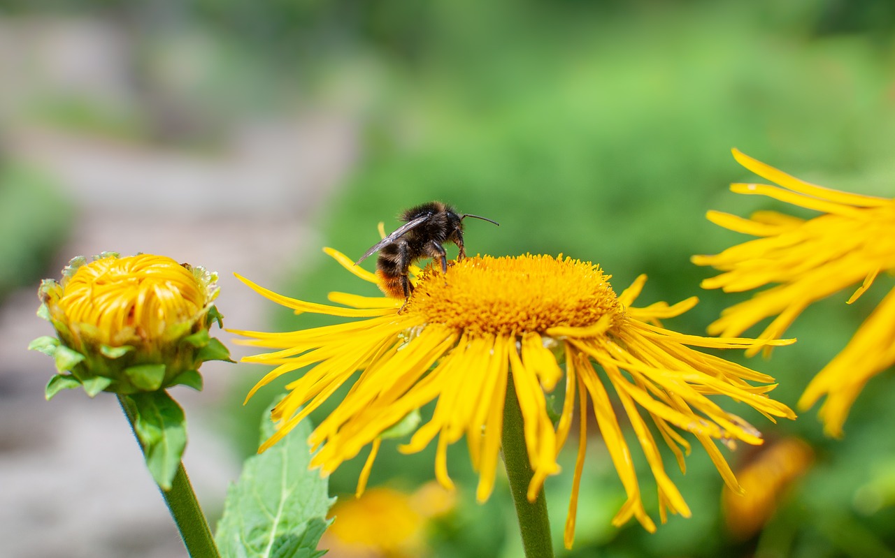 bumblebee  flower  insect free photo