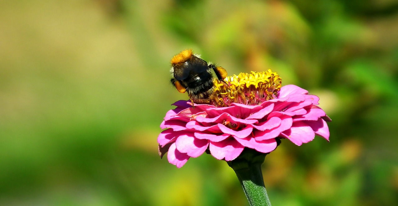 bumblebee  insect  flower free photo