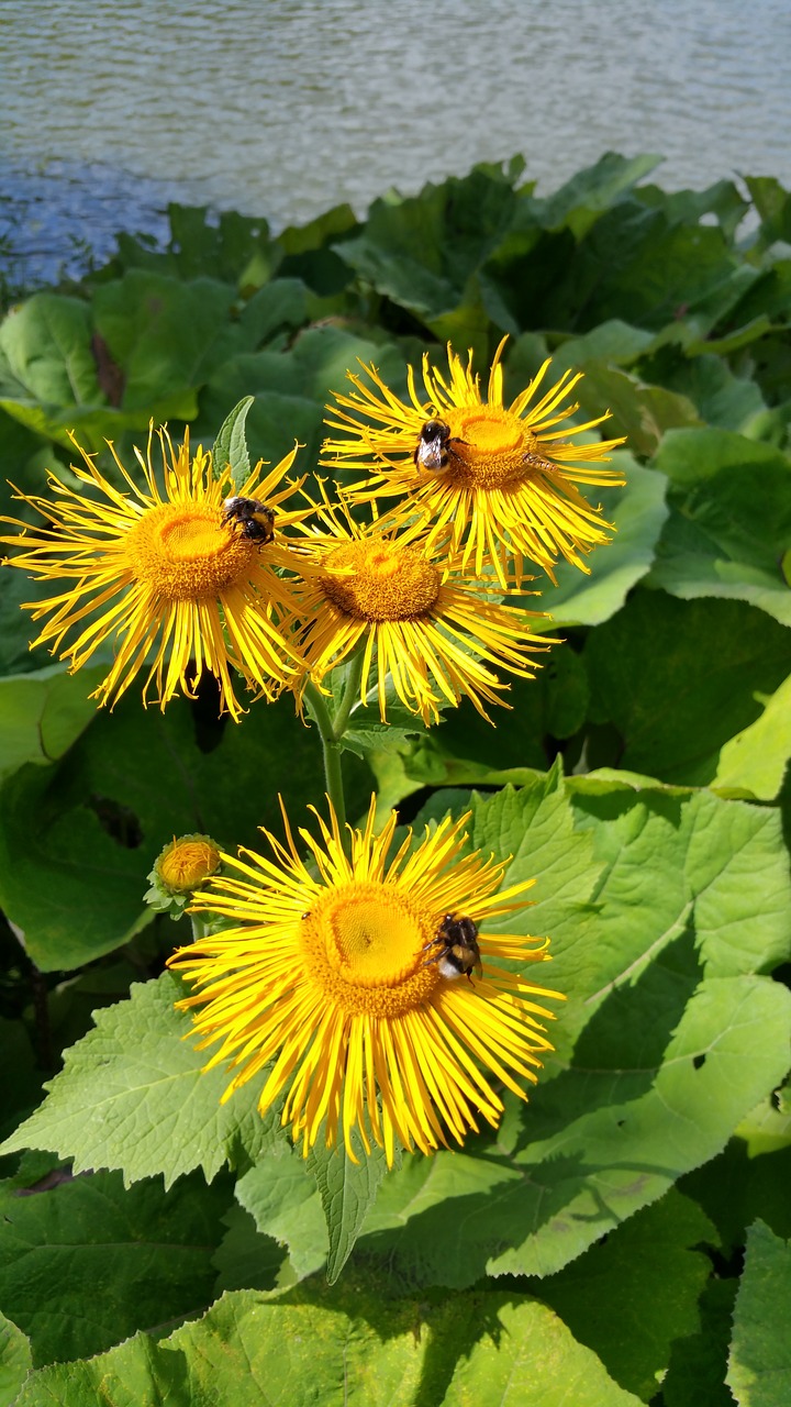 bumblebee  flower  plant free photo