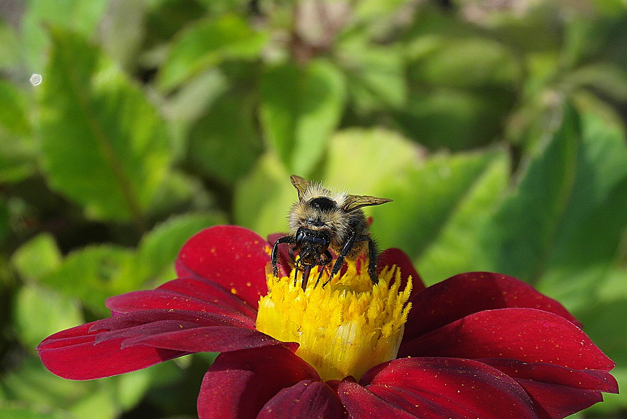 bumblebee  pszczołowate  pollen free photo