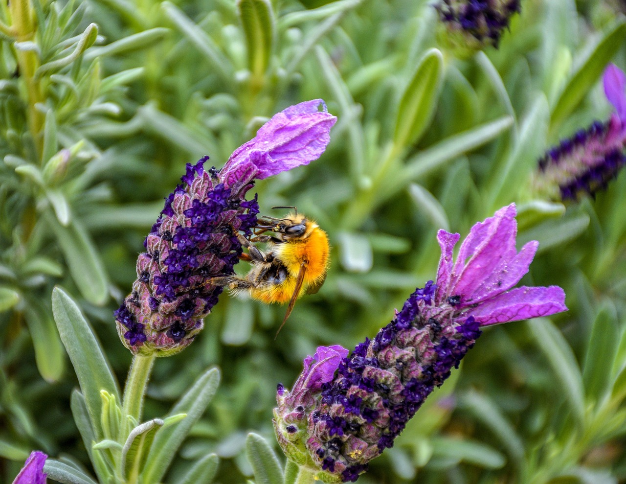 bumblebee  bee  worker free photo