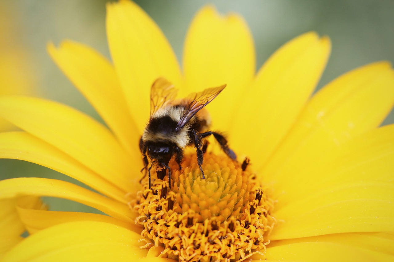 bumblebee pollen flower free photo