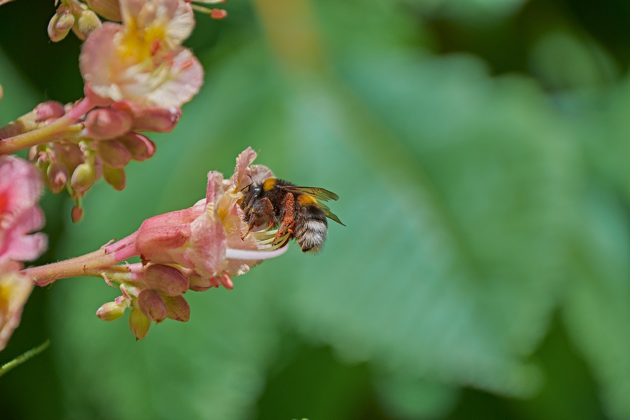 bumblebee  flower  spring free photo