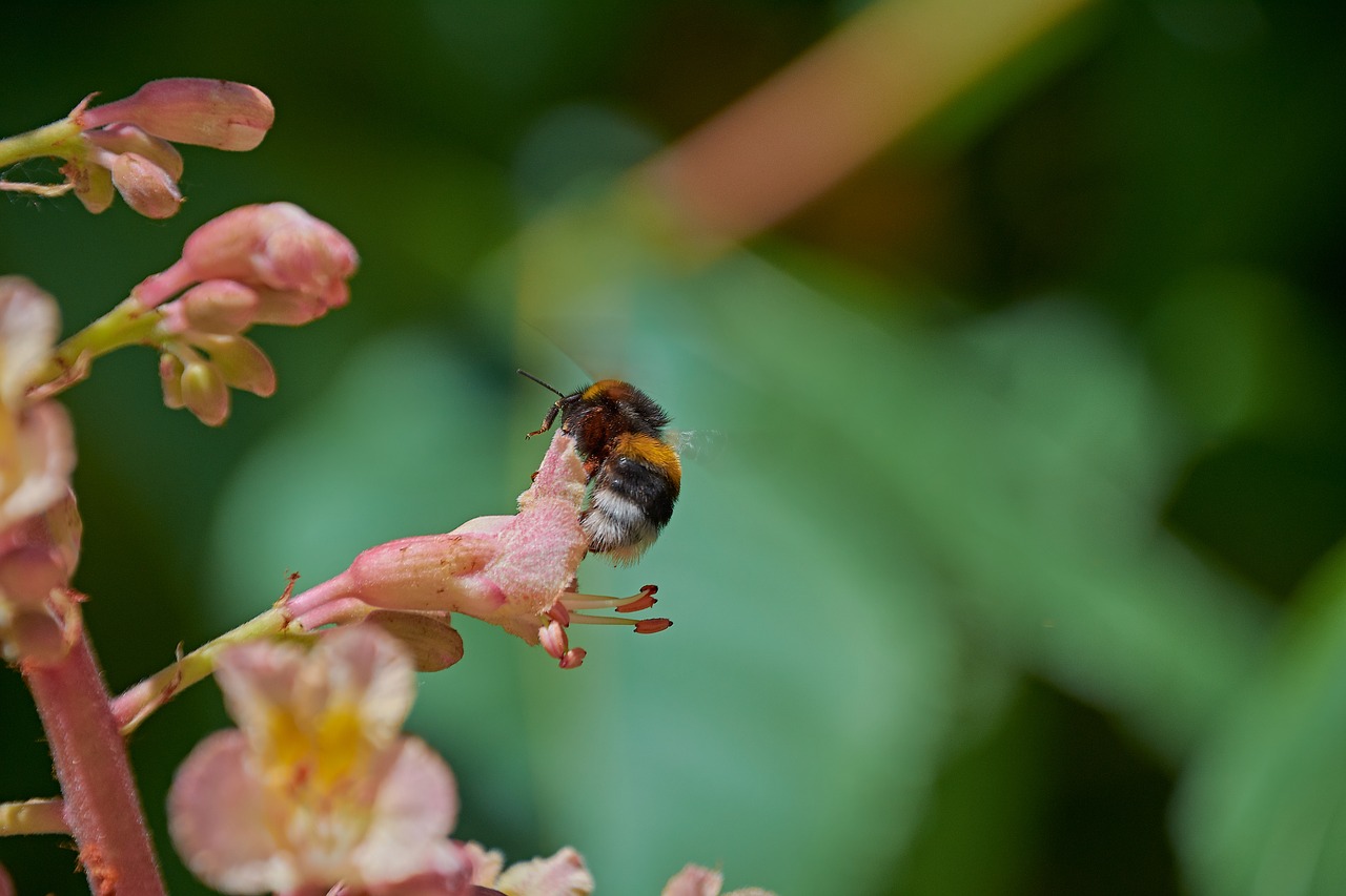 bumblebee  flower  spring free photo