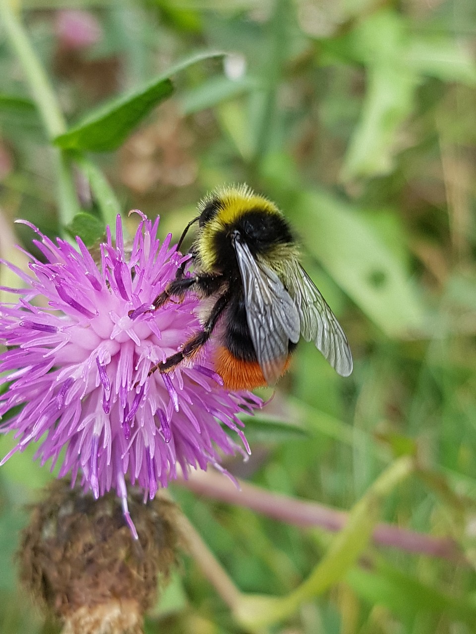 bumblebee  knapweed  flower free photo