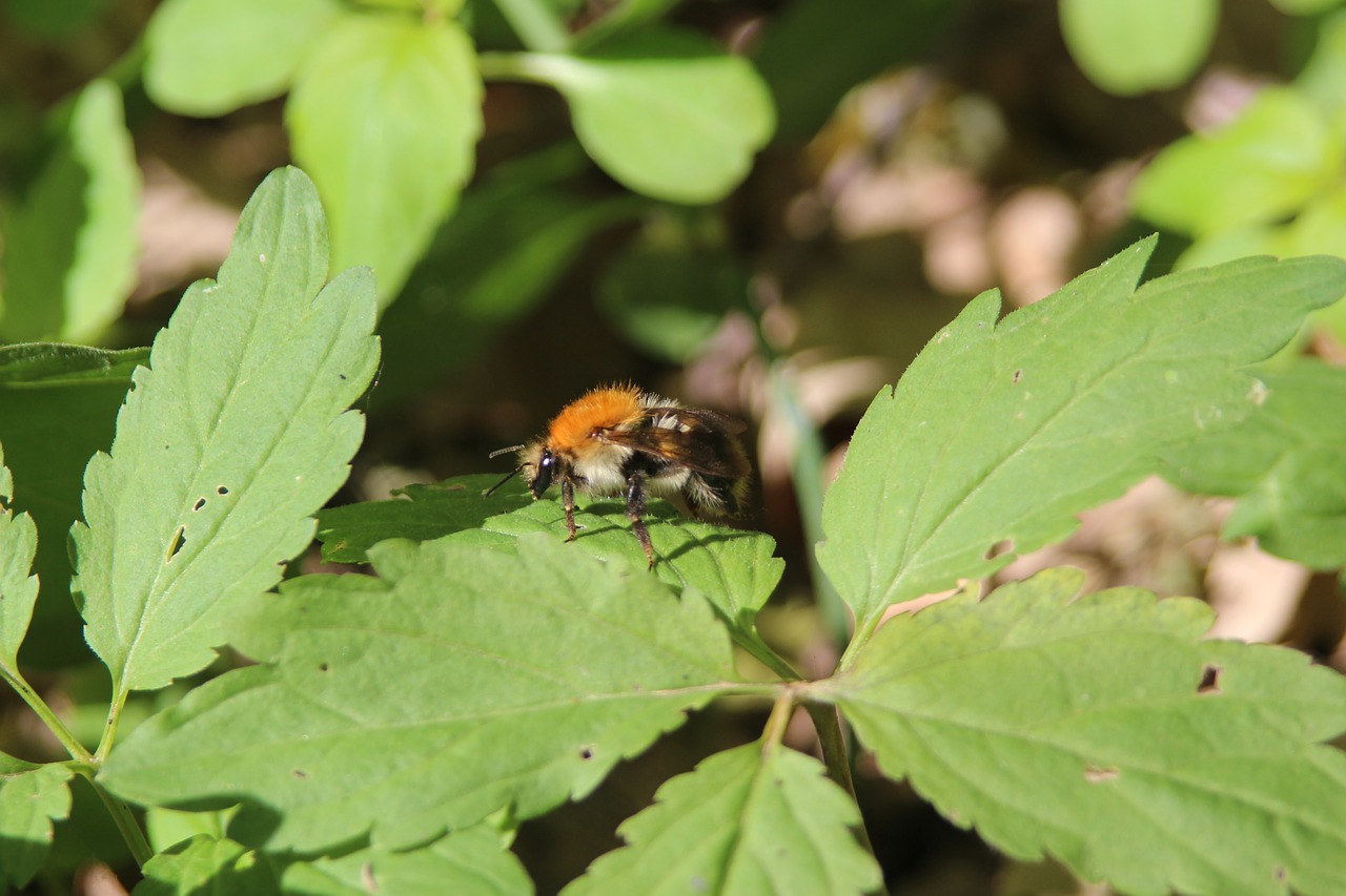 bumblebee  nature  insect free photo