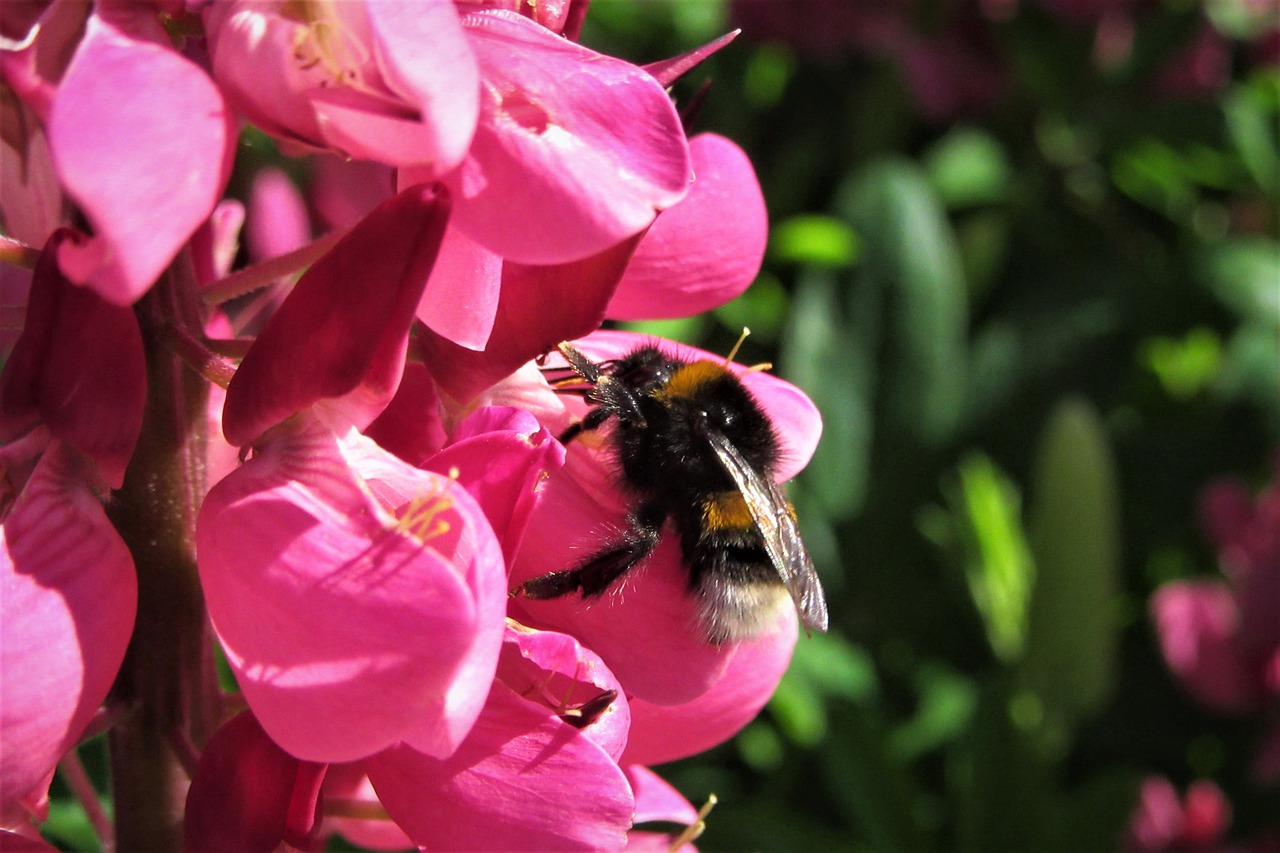 bumblebee  flower  pink free photo