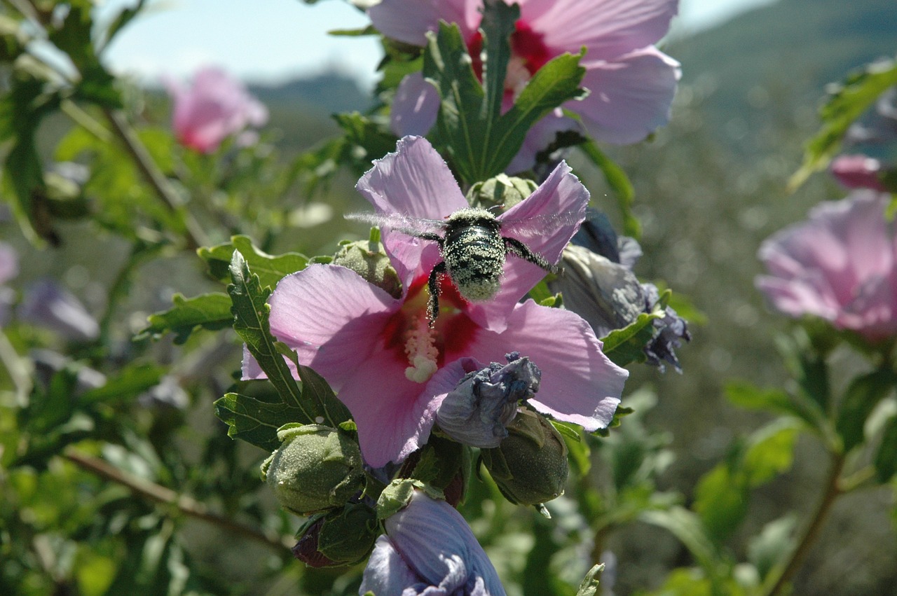 bumblebee pollen fertilization free photo