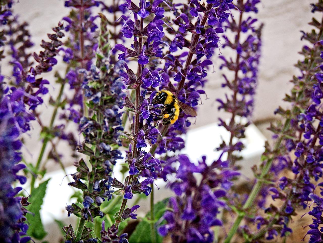 bumblebee bee lavender free photo
