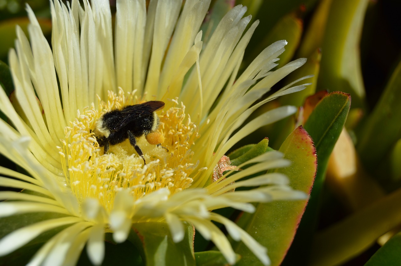 bumblebee flower bee free photo