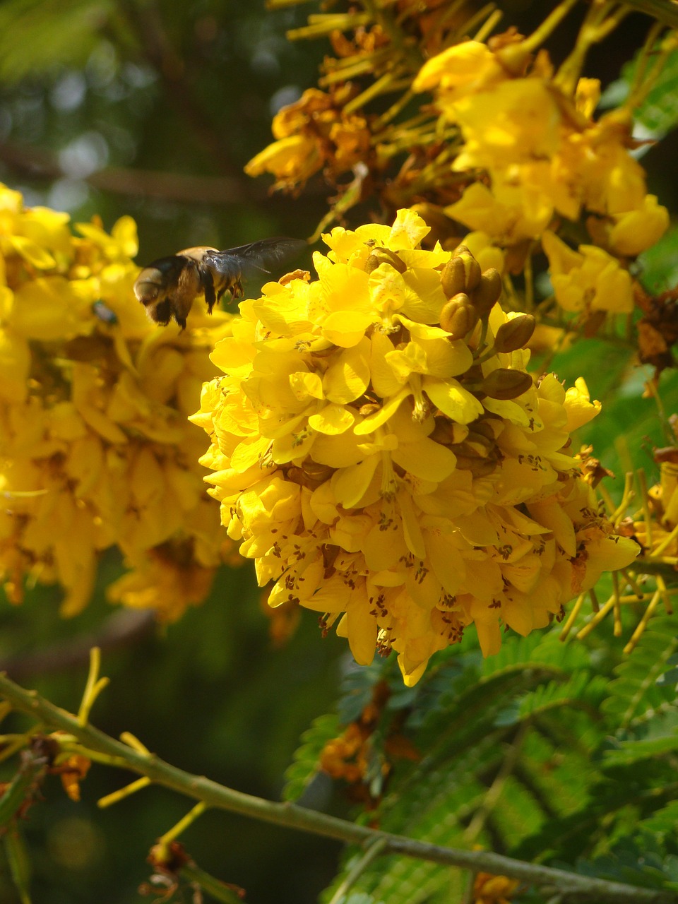 bumblebee flowers tree free photo