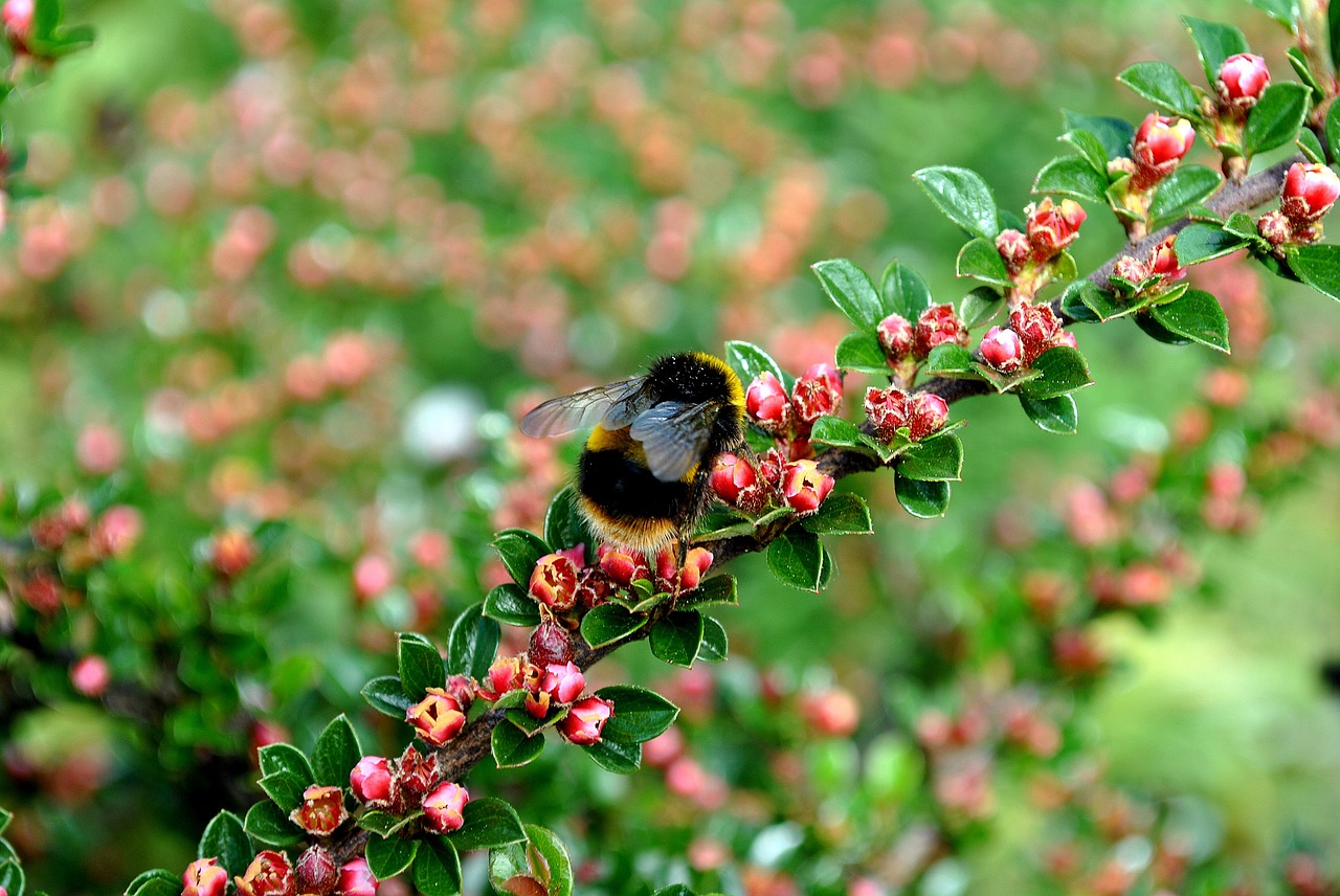 bumblebee green nature free photo