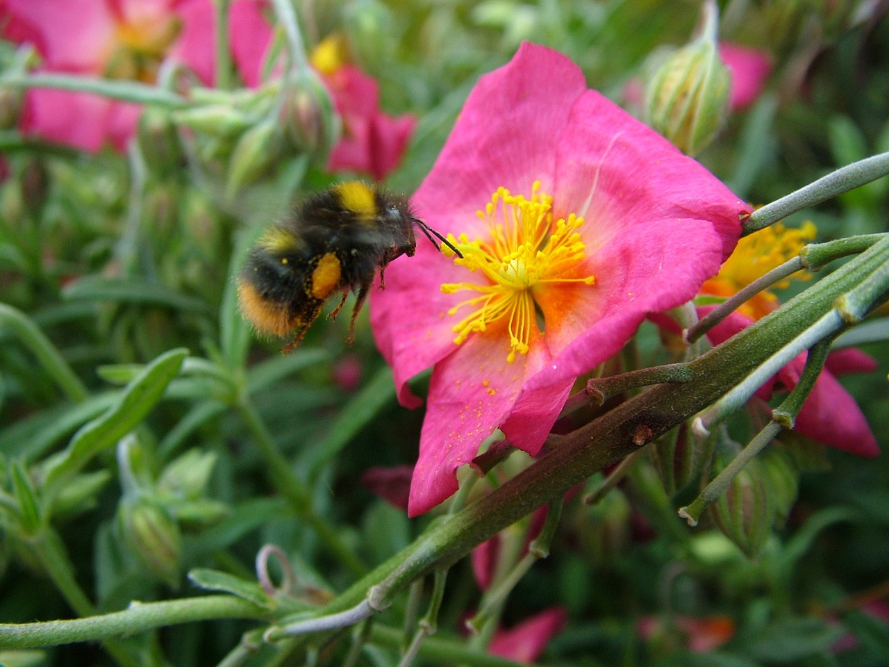 bumblebee pink flower nature free photo