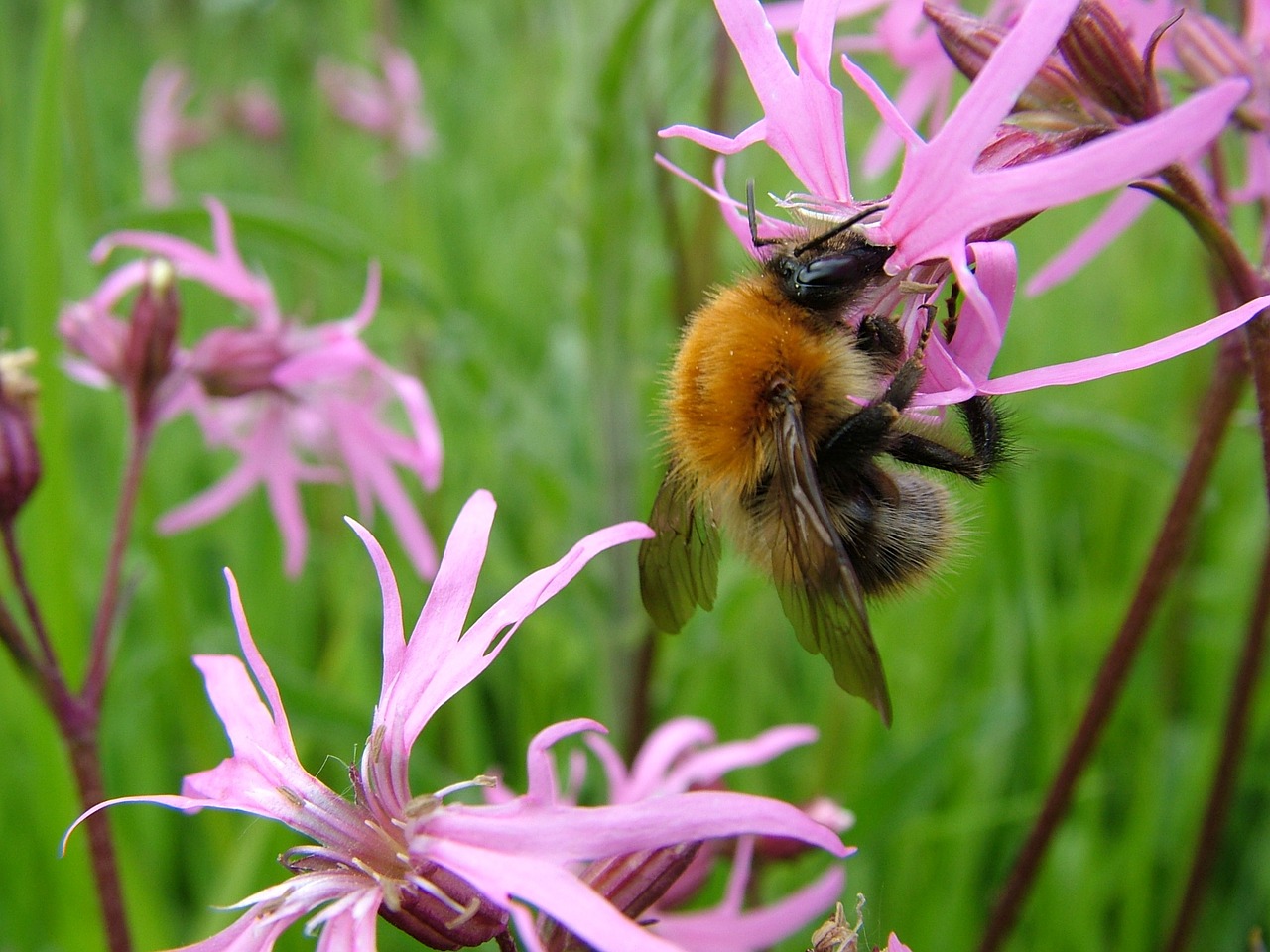 bumblebee bee flowers free photo
