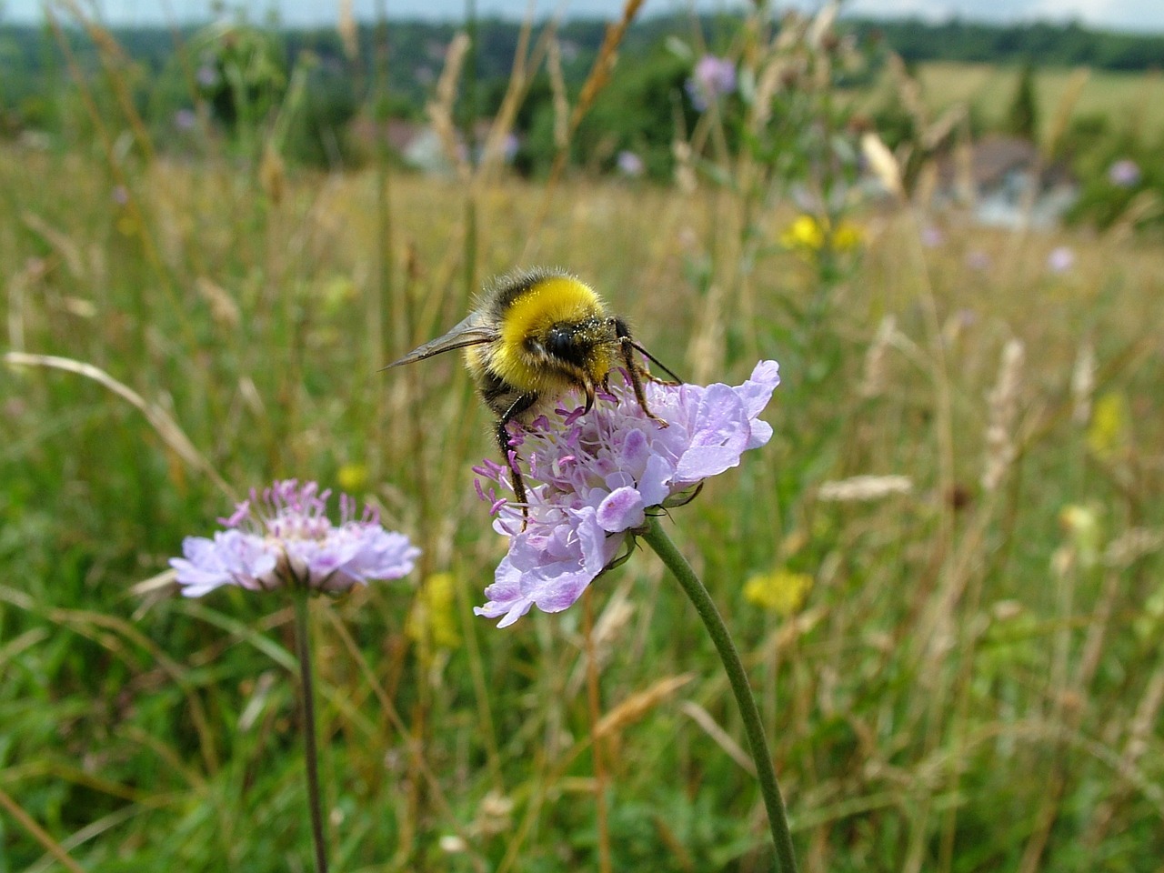 bumblebee meadow summer free photo