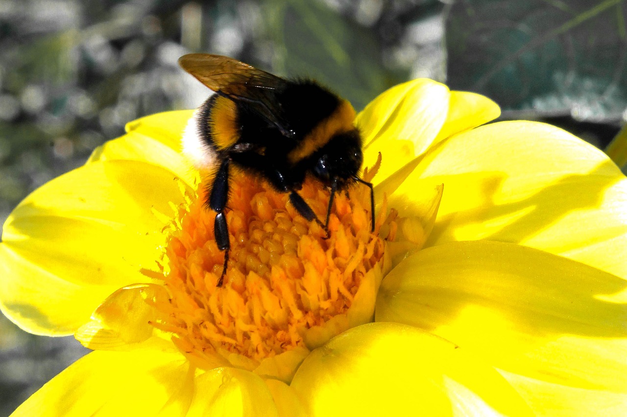 bumblebee nature living nature free photo