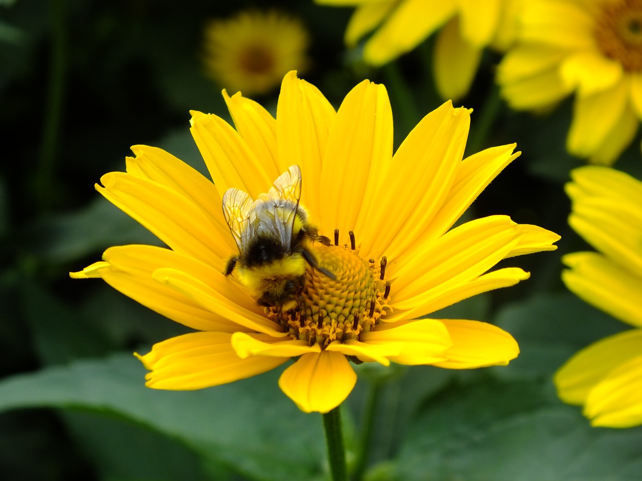 bumblebee flower yellow free photo