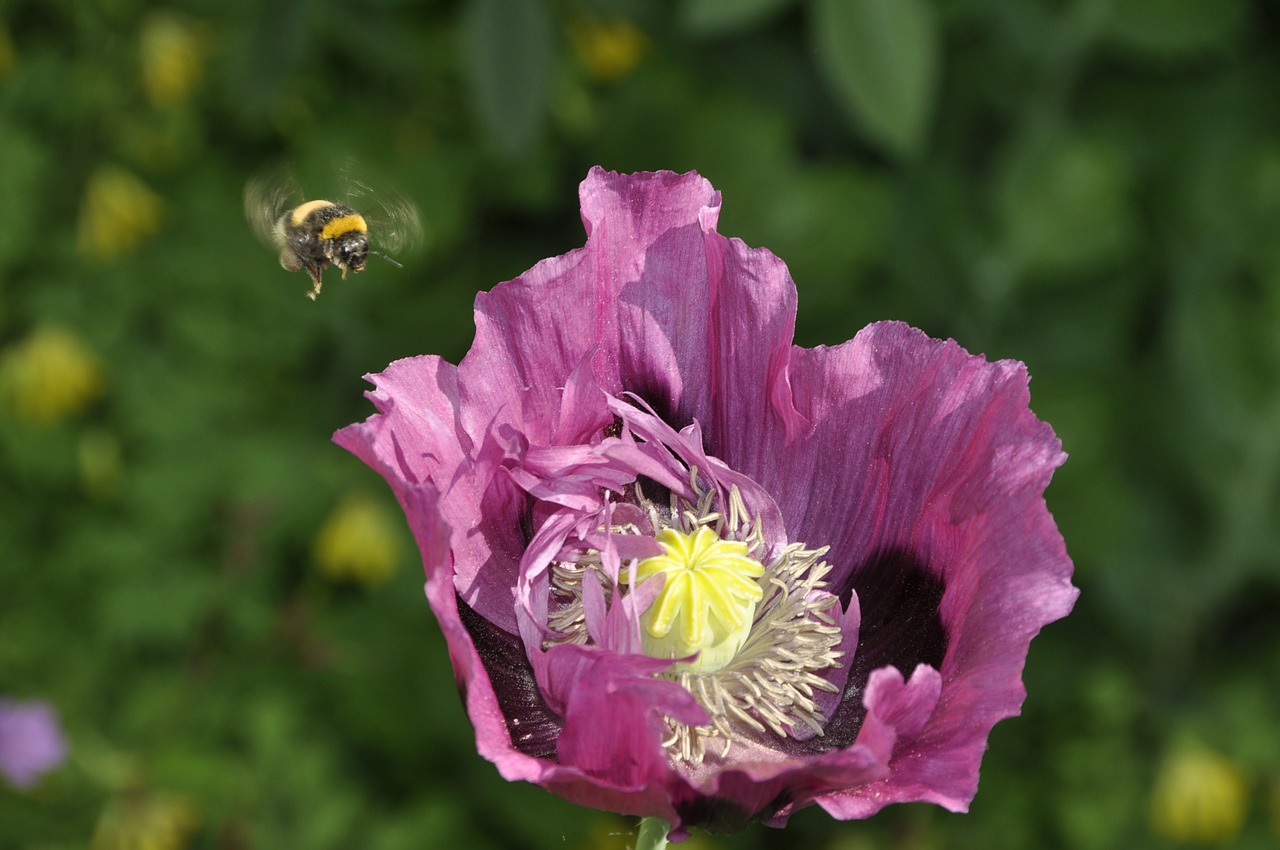 bumblebee summer purple free photo