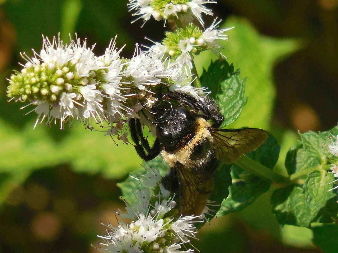 bumblebee bee nature free photo